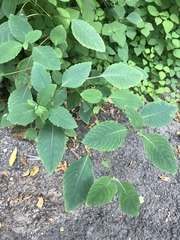 Impatiens pallida