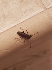 Trichoferus campestris