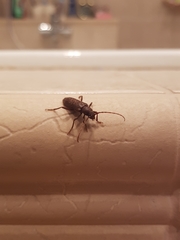 Trichoferus campestris