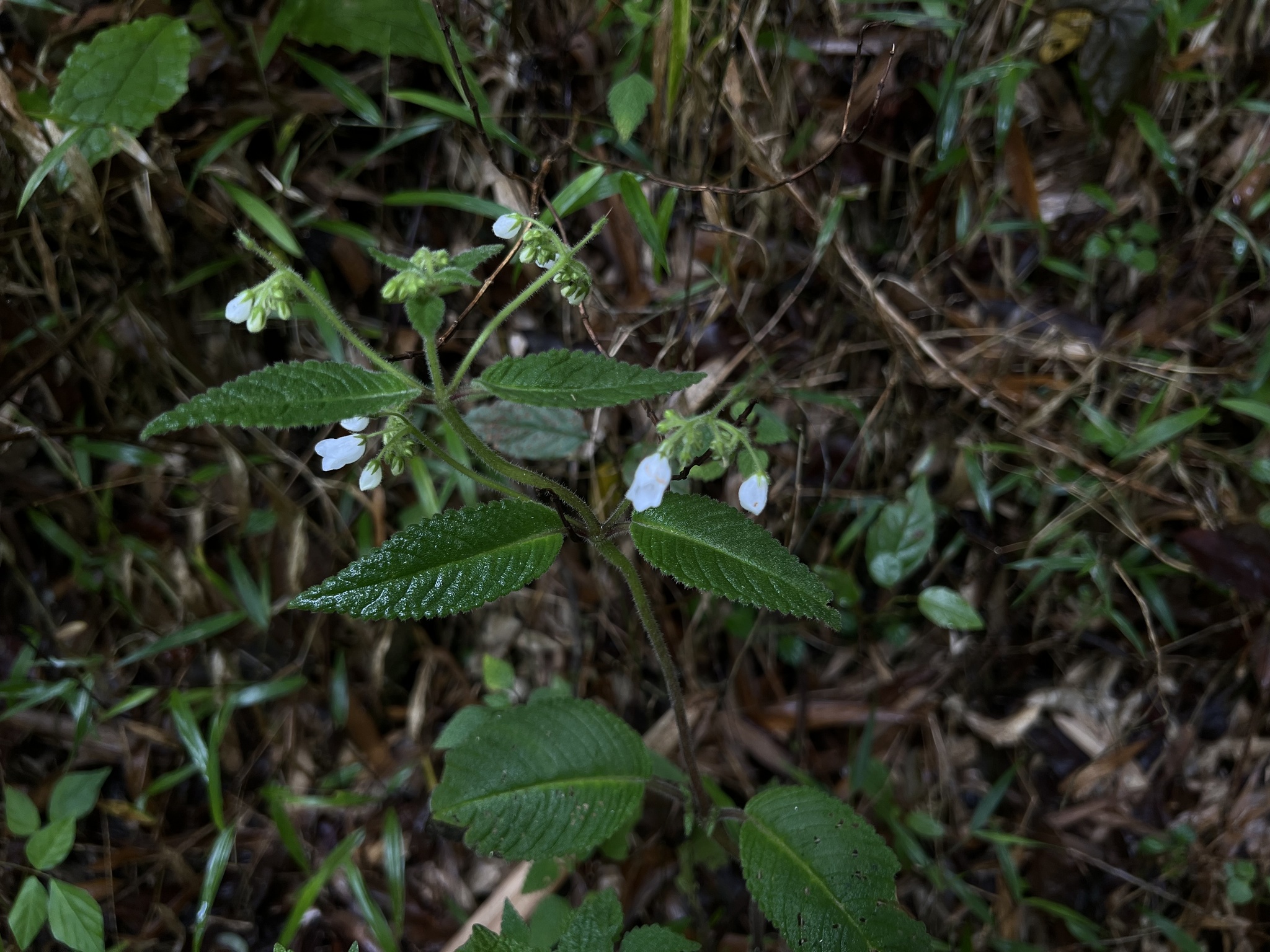 Streptocarpus schliebenii