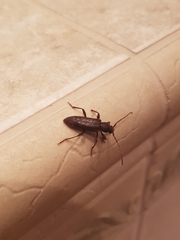 Trichoferus campestris