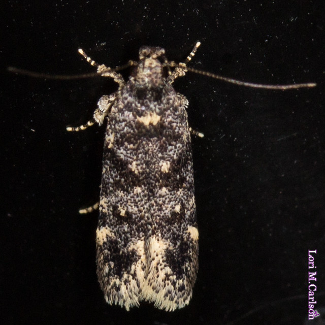Two-spotted Chionodes Moth