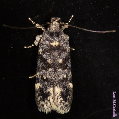 Chionodes bicostomaculella