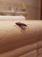 Trichoferus campestris