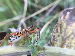 Rhynocoris punctiventris