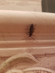 Trichoferus campestris