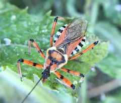 Rhynocoris punctiventris