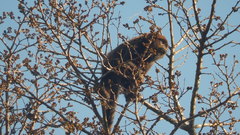 Alouatta guariba