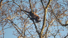 Alouatta guariba