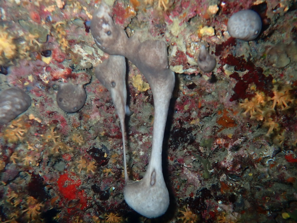 Photo of Kidney sponge (Chondrosia reniformis)