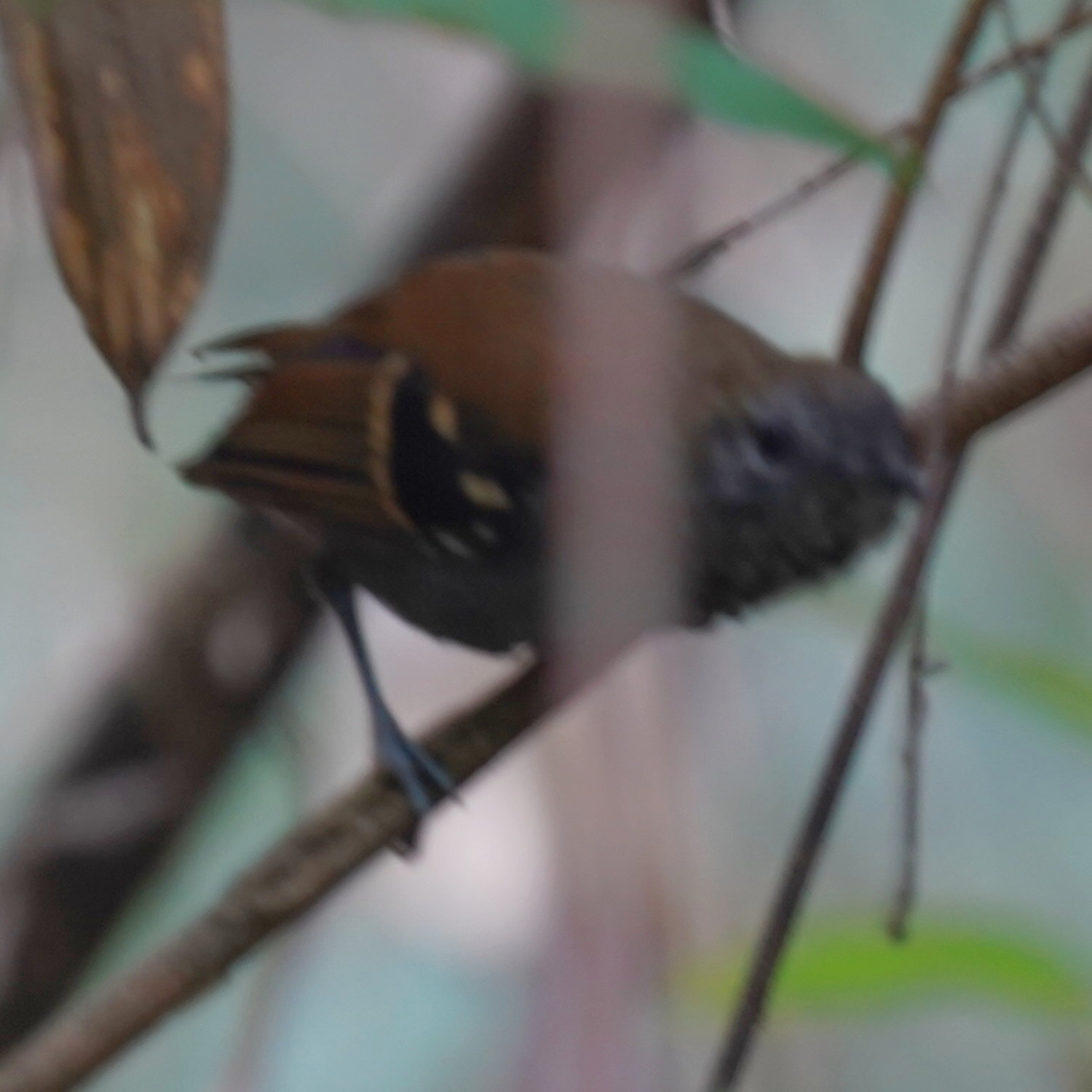 Star-throated Antwren (Rhopias gularis), photo 8