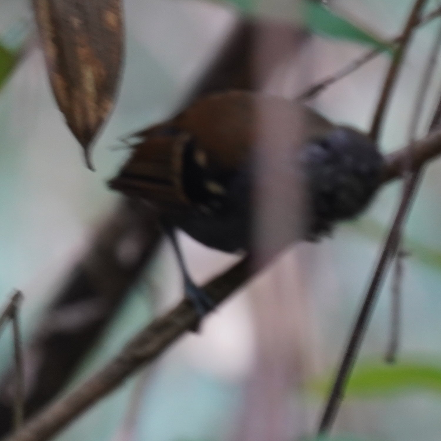 Star-throated Antwren (Rhopias gularis), photo 9