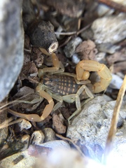 Aegaeobuthus gibbosus