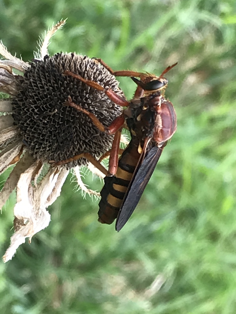 Northern Tyrant