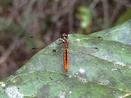White-eyed Skimmer