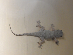 Hemidactylus platycephalus