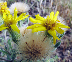 Heterotheca angustifolia
