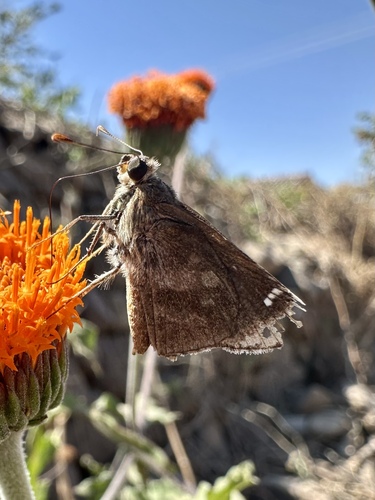 Ocherous Skipper