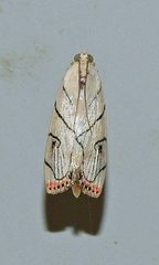 Dichogama colotha