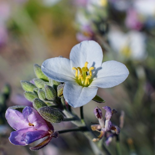 Image of Nerisyrenia camporum by (c) Andrew Tree, some rights reserved (CC BY)