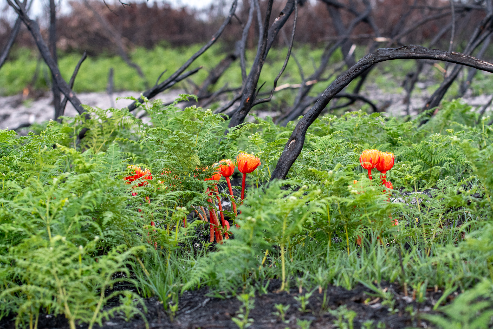 Hangklip Bloodlily (Haemanthus canaliculatus)