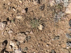 Ivesia santolinoides