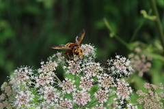 Milesia crabroniformis