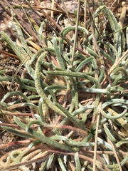 Ivesia santolinoides