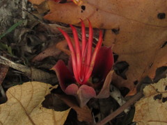 Chiranthodendron pentadactylon