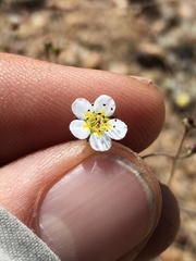 Ivesia santolinoides