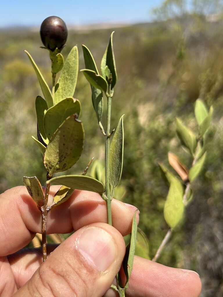 Jasminum glaucum, West Coast District Municipality, South Africa, by markberry