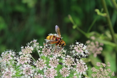 Milesia crabroniformis