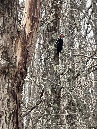 Pileated Woodpecker photographed in Rhode Island