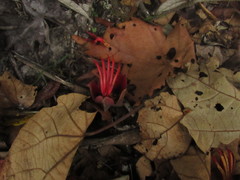 Chiranthodendron pentadactylon
