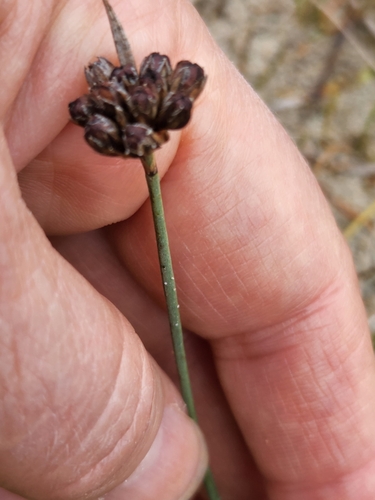 Falcate rush (Juncus falcatus)