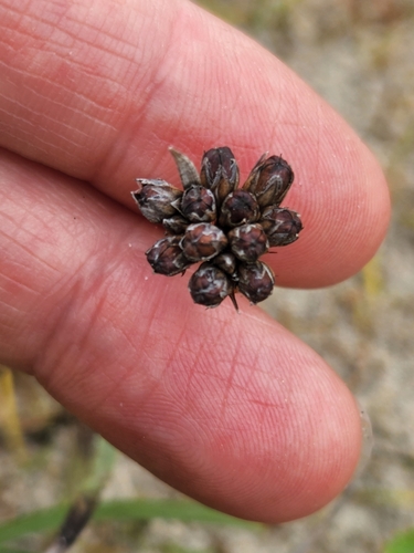 Image of Juncus falcatus by (c) Merlla McLaughlin, some rights reserved (CC BY)