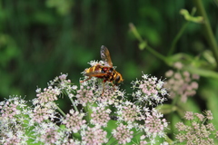 Milesia crabroniformis