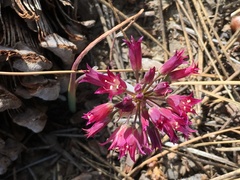 Allium fimbriatum