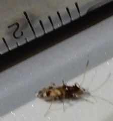 Pseudopamera nitidula