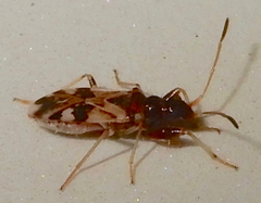 Pseudopamera nitidula