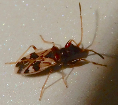 Pseudopamera nitidula