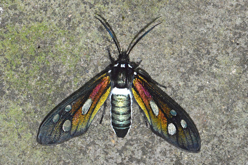 Phaio quadriguttata