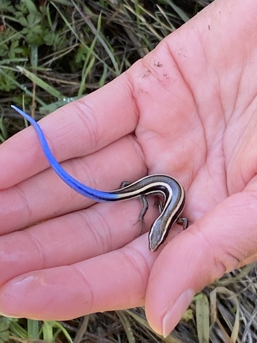 iNaturalist observation photo of Western Skink