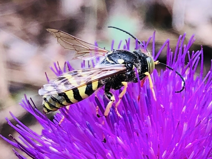 Steniolia tibialis