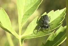 Tutelina