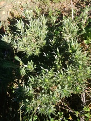 Xiphotheca lanceolata