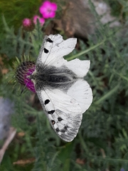 Parnassius phoebus