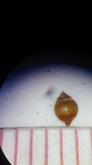 Rhynchospora ciliaris