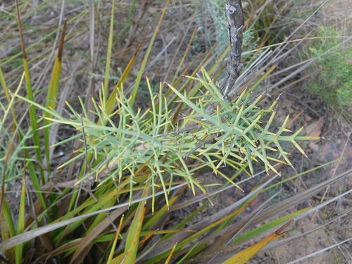 Spiky Blisterbush (Notobubon pungens)