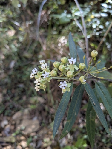 Image of Asclepias nivea by no rights reserved